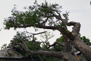 রাজনগরে ঝড়ে বসতবাড়ির ওপর গাছ, অল্পের জন্য রক্ষা পরিবার