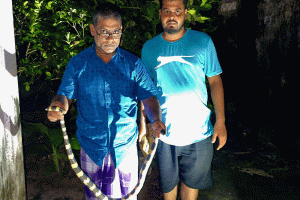 শ্রীমঙ্গলে বিষধর শঙ্খিনী সাপ উদ্ধার, বন বিভাগে হস্তান্তর