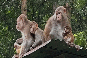লাউয়াছড়ায় মাতৃত্বের অনুপম রূপ