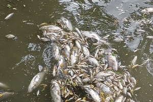 হবিগঞ্জে মানুষের শত্রুতার বলি ২৫ লাখ টাকার মাছ