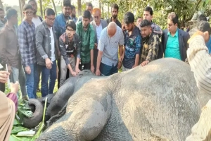 সিলেটে খাদে পড়ে থাকা পোষা হাতি উদ্ধার