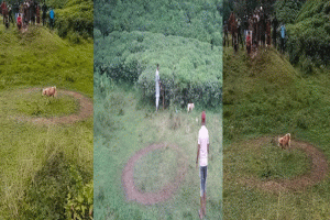 সিলেটে একটি কুকুরকে নিয়ে যতো রহস্য!