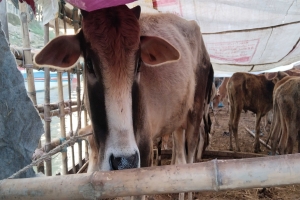 সুনামগঞ্জে থানায় চুরি হওয়ার ভয়ে নদীতে রাখা হয় ৩১টি গরু, ঠান্ডায় মৃত্যু!