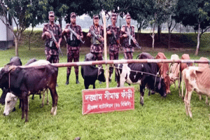কুলাউড়া সীমান্তে ১৩ ভারতীয় গরু আটক