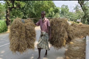 ফসলহানির পর হাওরাঞ্চলে তীব্র গো-খাদ্য সংকট