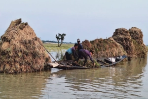 শাল্লায় তলিয়ে গেছে কৃষকের স্বপ্ন: হাজার হাজার হেক্টর জমির ফসল পানির নিচে