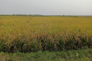 শ্রমিক ও জ্বালানি সংকটে হবিগঞ্জের বোরো চাষিরা দিশেহারা