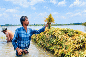 আজমিরীগঞ্জে বোরো ধান চাষে উঠছে না উৎপাদন ব্যয়!