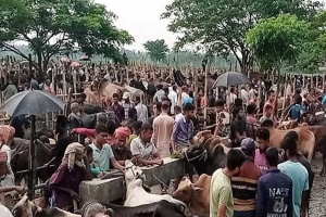 হবিগঞ্জে জমে উঠেছে কোরবানির পশুর হাট
