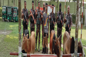শ্রীমঙ্গলে ভারতীয় গরুসহ চোরাকারবারি আটক