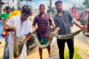 শ্রীমঙ্গল থেকে আবারও বিশাল আকৃতির অজগর উদ্ধার