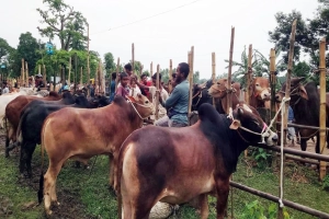মৌলভীবাজারে পশুর হাটে দেশীয় পশুর পর্যাপ্ত সরবরাহ থাকলেও বেচাকেনা কম