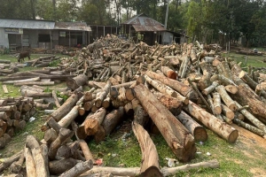 হবিগঞ্জে অবৈধ করাত কল নিয়ে বন বিভাগ ও পল্লী বিদ্যুতের টানাপোড়েন