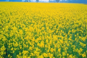 লাখাইয়ে সরিষা আবাদ ও সরিষা নির্ভর মধু উৎপাদনে সম্ভাবনা