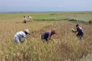 সুনামগঞ্জের হাওরে উৎসবমুখর পরিবেশে শুরু হয়েছে ফসল কাটা