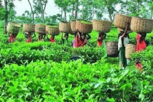 আজ থেকে চার দফা দাবিতে সিলেটে চা শ্রমিকদের দৈনিক দুই ঘণ্টা কর্মবিরতি