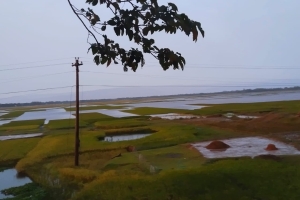 জামালগঞ্জে বৃষ্টির কবলে কৃষকের সোনালি স্বপ্ন: খলায় পচে যাচ্ছে ধান