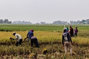 বিশ্বম্ভরপুরে হাওরজুড়ে ধান কাটার ধুম