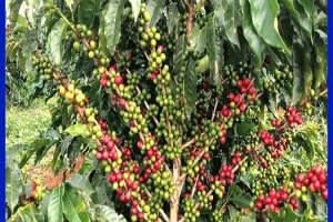 শ্রীমঙ্গলের পাহাড়ে বাণিজ্যিকভাবে কফি চাষের সম্ভাবনা