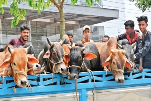 সিসিকের পশুর হাট ইজারা: হাটের সংখ্যা কমায় অবৈধ হাটের শঙ্কা