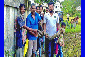 শ্রীমঙ্গলে বিশাল বড় অজগর দেখে ভয়ে পালালেন শ্রমিকরা