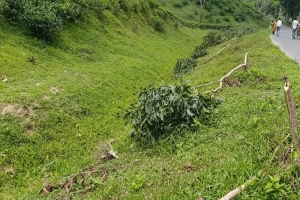 কমলগঞ্জে মিরতিংগা চা বাগানে ছায়াবৃক্ষ নিধন ও চুরির মহোৎসব