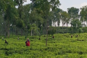 ভোটের সমীকরণ বদলাচ্ছে হবিগঞ্জে, ভোটারদের ঝোঁক ধানের শীষে