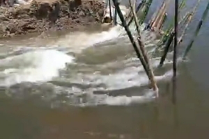 সুনামগঞ্জে দেখার হাওরে বাঁধ ভেঙে ফসলহানি