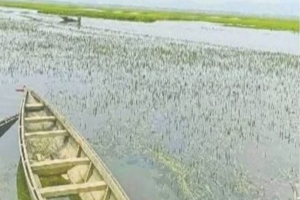 সুনামগঞ্জে অকাল বৃষ্টিতে হাওরে ডুবেছে বোরো ধান
