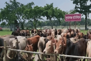দোয়ারাবাজারে উধাও ৯০ টি গরু, গচ্ছা গেল কোটি টাকা