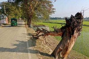 সুনামগঞ্জে সড়কে দুই হাজার গাছ মরে উজাড়, উদাসীন বন বিভাগের