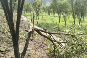 চুনারুঘাটে চাঁদা না দেওয়ায় বন প্রহরীদের তান্ডব