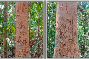 লাউয়াছড়া জাতীয় উদ্যানে পর্যটকদের ‘ভালোবাসার চিহ্ন’: ক্ষতবিক্ষত হচ্ছে দুর্লভ গাছপালা