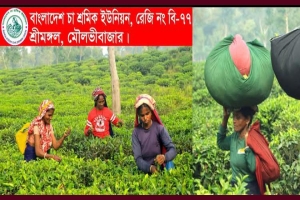 চা বোর্ড চেয়ারম্যানের বক্তব্যে নিন্দা ও প্রতিবাদ, রবিবার সংবাদ সম্মেলন