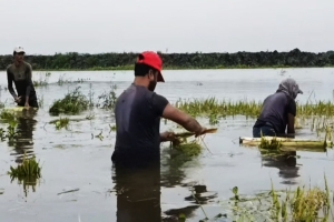 বিশ্বনাথে এক রাতেই পানির নিচে ৯৫ হেক্টর বোরো ধান: দিশেহারা কৃষক