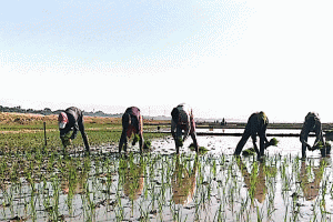 তাহিরপুরে প্রাণ ফিরেছে হাওরে : বোরো ধানের চারা রোপণে ব্যস্ত কৃষকরা