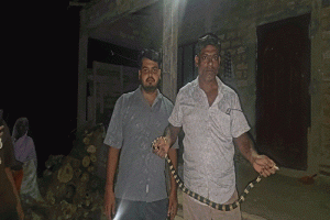শ্রীমঙ্গলে বসতঘরের পাশ থেকে বিষধর সাপ উদ্ধার