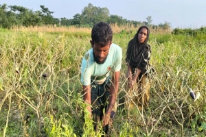 অতিবৃষ্টিতে সুনামগঞ্জে সবজির ব্যাপক ক্ষতি, বাজারে আগুন