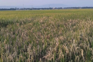 তাহিরপুরের হাওরে ব্লাস্ট রোগের হানা : দিশেহারা কৃষকরা