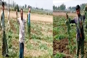 জৈন্তাপুরে রাতের আঁধারে কৃষকের তরমুজ ক্ষেত কেটে ধ্বংস
