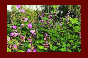 শিমক্ষেতে রঙিন উৎসব, বড়লেখায় কৃষকের ঘামে ফুটে উঠেছে আশা