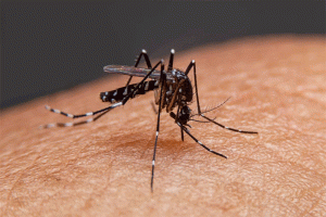 ডেঙ্গু ঠেকাতে কনটেন্ট ক্রিয়েটরদের মাঠে নামার আহ্বান
