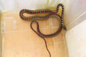শ্রীমঙ্গলে হাসপাতালের কোয়ার্টার থেকে বিষধর সাপ উদ্ধার