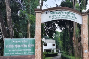 মৌলভীবাজারে উদ্বেগ ও অনিশ্চয়তায় হাজারো চা শ্রমিক