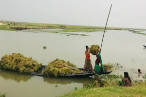 জগন্নাথপুরে সোনালি ফসল ঘরে তুলতে কৃষাণিদের জীবনযুদ্ধ