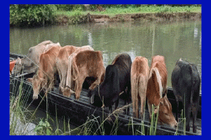 তাহিরপুরে ডাকাতি হওয়া ২০ টি গরু উদ্ধার
